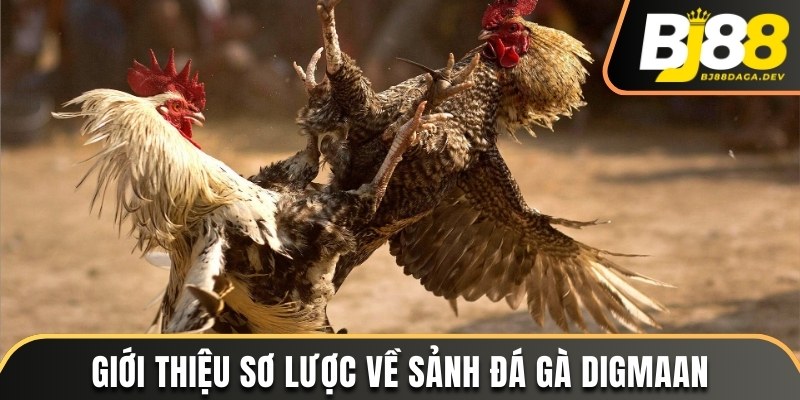 Sảnh Digmaan - Nơi Quy Tụ Những Chiến Kê Chuyên Nghiệp 2 Sơ lược về sảnh cược Digmaan