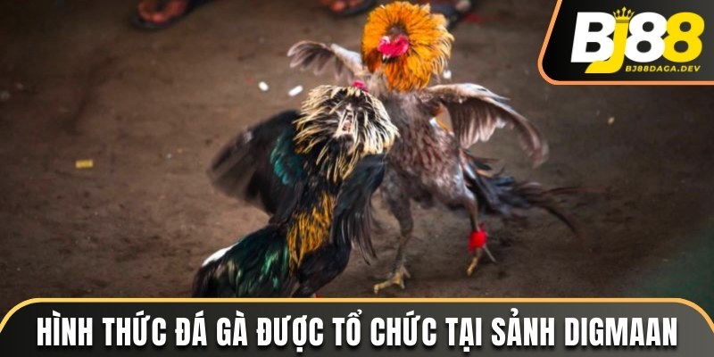 Sảnh Digmaan - Nơi Quy Tụ Những Chiến Kê Chuyên Nghiệp 3 Hình thức chơi đá gà tại Digmaan