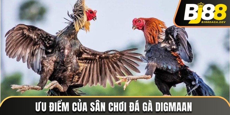 Sảnh Digmaan - Nơi Quy Tụ Những Chiến Kê Chuyên Nghiệp 4 Ưu điểm của sảnh cược đá gà Digmaan